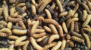 昆蟲蛋白｜飼料乾燥機製造專家｜TSHS 總興實業