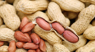 Peanut｜TSHS Dryer Manufacturer